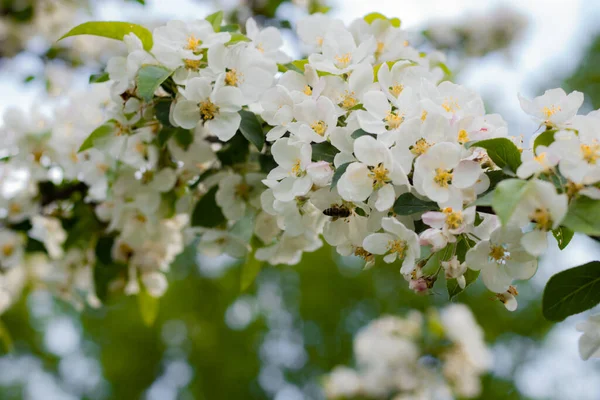 Kwitnący Sad Jabłkowy Wiosną Ukraina Europa Świat Piękna — Zdjęcie stockowe