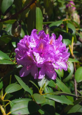 Bahar bahçesinde çiçek açan Rhododendron. Rododendron daima yeşil çalı. Güzel mor Rhododendron yakın çekim