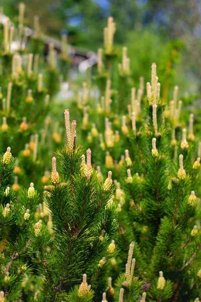 Flowering Pine Cones Forest Warm Spring Day Close — Stock Photo, Image