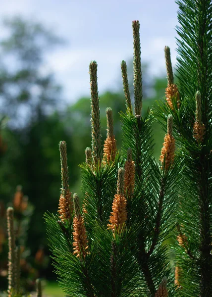 Flowering Buds Pine Cones Green Needles Branches Pine Tree Sunlight — Stock Photo, Image