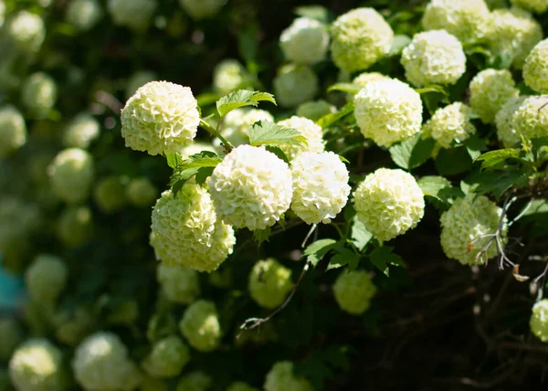 Biały Hortensje Arborescens Annabelle Podświetlone Wieczornym Słońcem Lecie Kwiaty Gładkiej — Zdjęcie stockowe