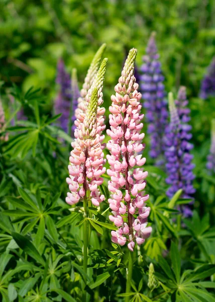 Lupinus Lupin Lupinfält Med Rosa Lila Och Blå Blommor Bunch — Stockfoto