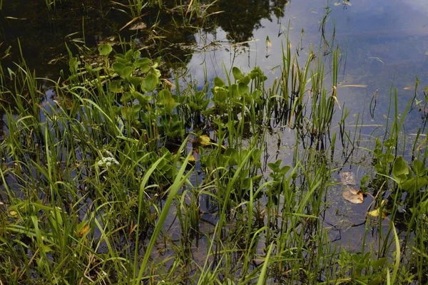 bir ilin orman gölü