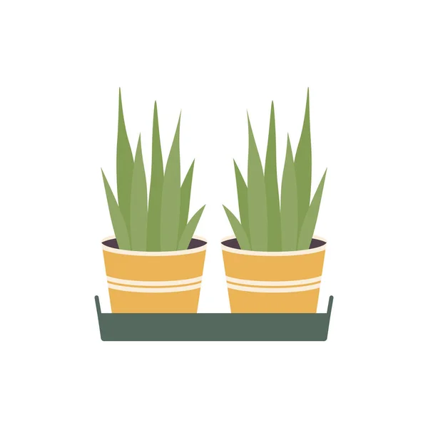 Plantas Vaso Uma Bandeja Ilustração Vetorial Plana Suculentas Pote — Vetor de Stock