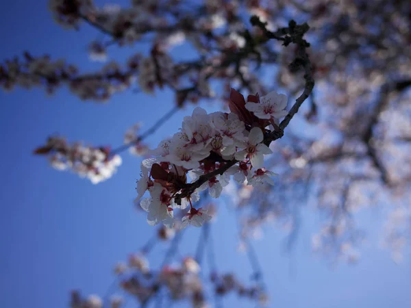 Cherry Flower Virágzó Vértes — Stock Fotó