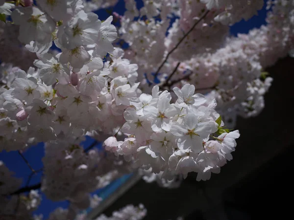 Cherry Flower Bloeiende Close — Stockfoto