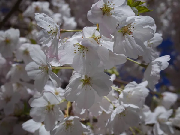 Cherry Flower Blommande Närbild — Stockfoto