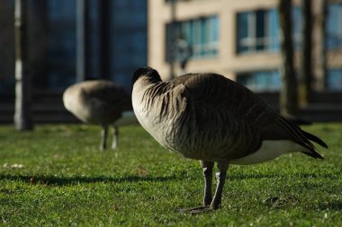Vancouver 'da 2000 ilkbaharında