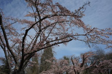 Vancouver 'da 2000 ilkbaharında