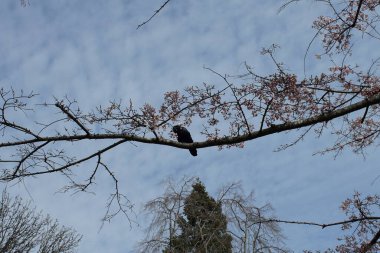 Vancouver 'da 2000 ilkbaharında