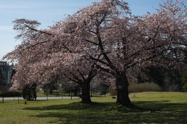 Vancouver 'da 2000 ilkbaharında