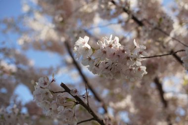 Vancouver 'da 2000 ilkbaharında