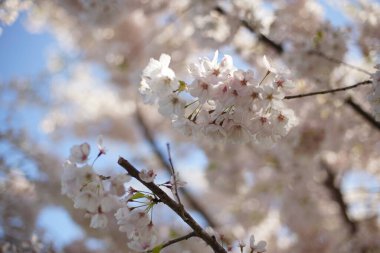 Vancouver 'da 2000 ilkbaharında