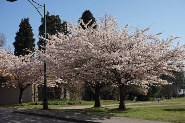 Vancouver 'da 2000 ilkbaharında