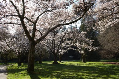 Vancouver 'da 2000 ilkbaharında
