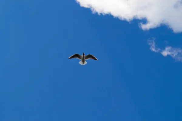 Seagull Flight Blue Sky — Stock Photo, Image