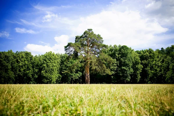 Tall tree in the center of a large field — Stock Photo, Image