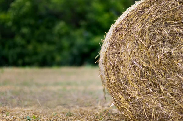 Haystack on a field close up — Stock Photo, Image