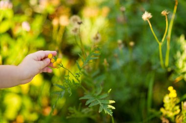 bebek el küçük bir yabani çiçek alır. kopyalama alanı