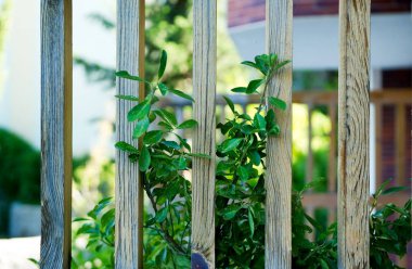 ahşap bir çit arkasında çalı bir parça