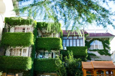 sarmaşık ile büyümüş küçük bir evin balkon