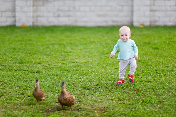 little girl runs after ducks