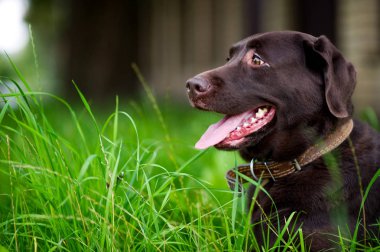 kahverengi labrador sevinçle uzak bir yaz günü çim oturan bakar, yakın