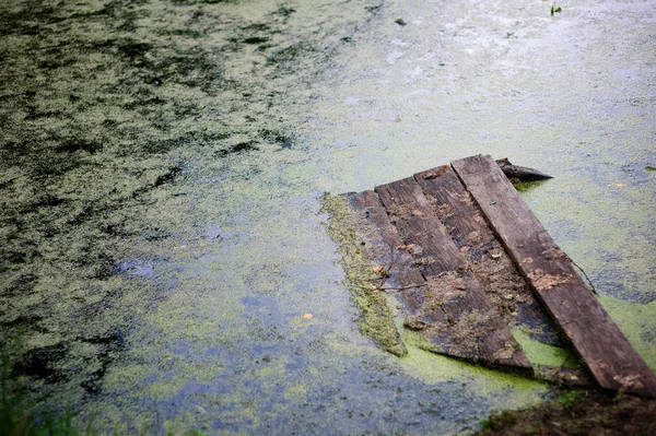 En liten träpir, som delvis gick under vattnet i en blommande sjö — Stockfoto