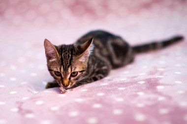 kedi bir battaniye üzerinde alyans ile oynar