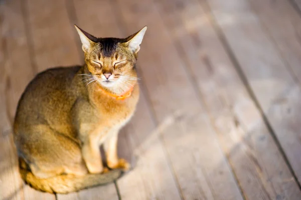 Il gatto abissino si siede tranquillamente su un pavimento di legno, chiudendo gli occhi. Il gatto sta riposando — Foto Stock