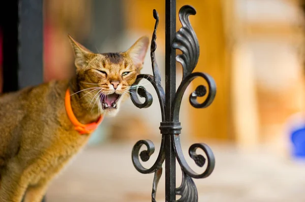 Calmo gatto abissino con guinzaglio arancione si erge sul bordo di un portico con una recinzione in metallo, sbadiglia e graffia il viso su un elemento di supporto — Foto Stock