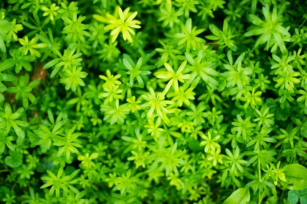 Textur grüner Pflanzen mit teilweisem Fokus auf einige Pflanzenschichten. Teil der Blätter im Fokus und Teil im Defokus — Stockfoto