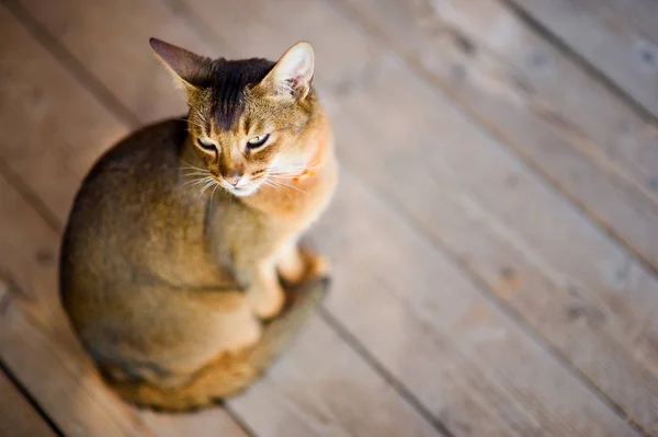 Il gatto abissino tranquillamente si siede su un piano di legno e distoglie lo sguardo. Il gatto sta riposando — Foto Stock