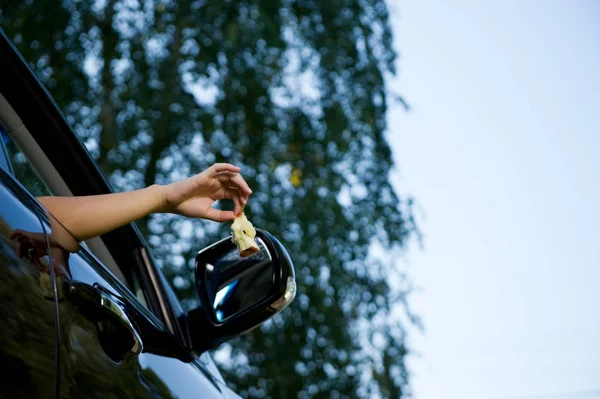 Driver is holding outside and is about to throw an apple core out of the open car window. Bottom view, against the background of blurry trees and sky