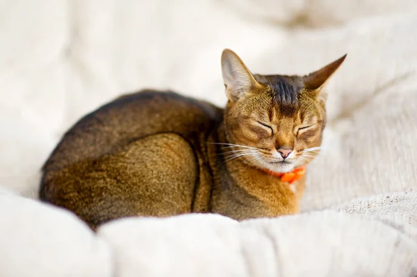 Gatto abissino che riposa su una morbida sedia con gli occhi chiusi . — Foto Stock