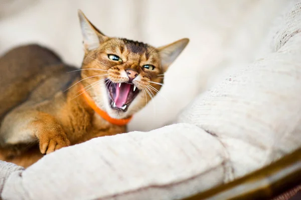 Gatto sibilante. gatto abissino si trova in una sedia morbida, sibila minacciosamente e solleva la zampa — Foto Stock
