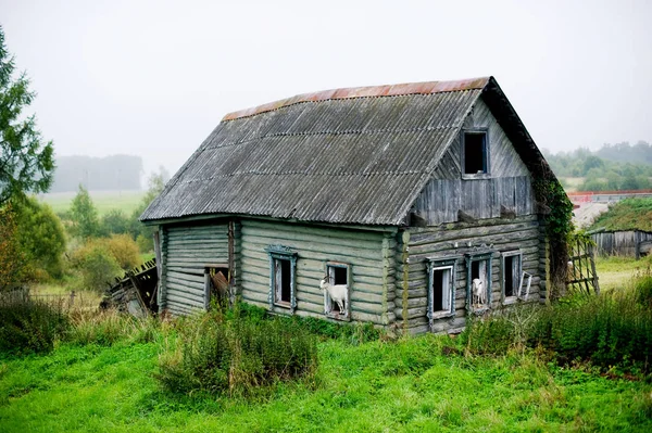 Vecchia casa privata con finestre rotte, da cui le capre bianche sbirciano — Foto Stock