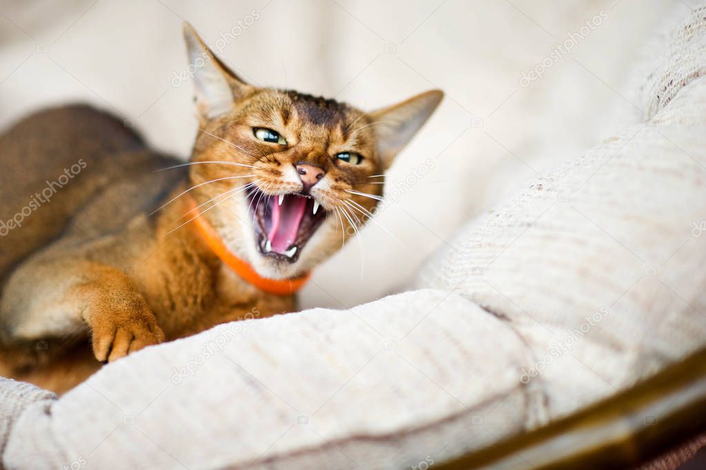 hissing cat. Abyssinian cat lies in a soft chair, hisses menacingly and raises its paw