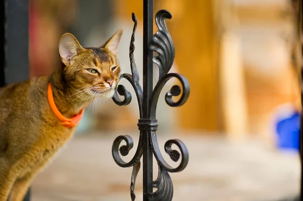 an abyssinian cat with an orange leash stands on the edge of a porch with a metal fence and scratches its face against an element of support