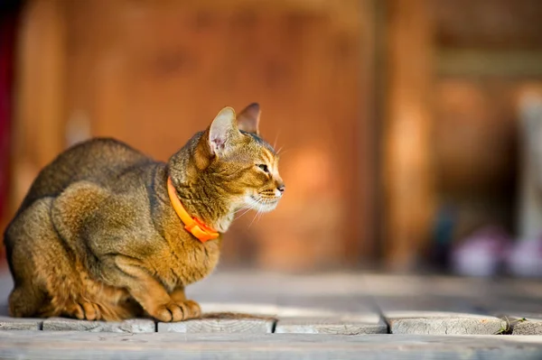 Pisica abisiniană se așează calm pe o podea de lemn și se uită departe. Pisica se odihnește — Fotografie, imagine de stoc