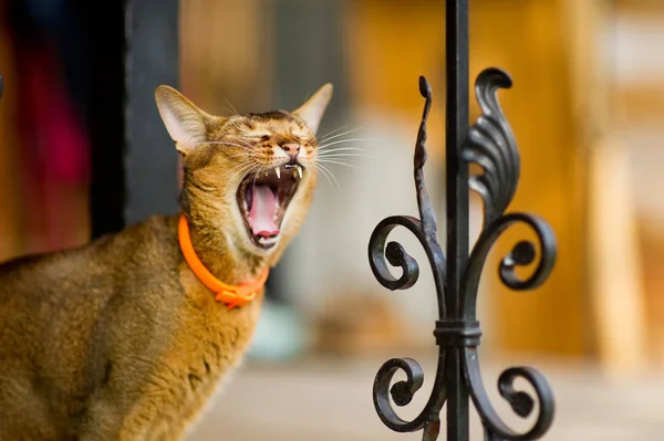 Ritratto ravvicinato di un gatto che sbadiglia in piedi vicino a una recinzione di metallo — Foto Stock