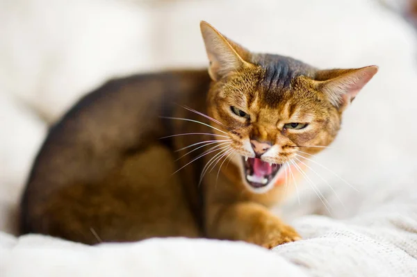 Gatto abissino sibila e si prepara ad attaccare il nemico — Foto Stock