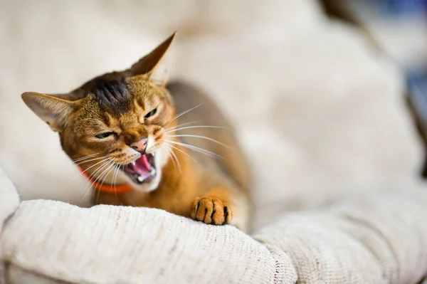 Sibilante gatto abissino in una sedia morbida distoglie lo sguardo — Foto Stock