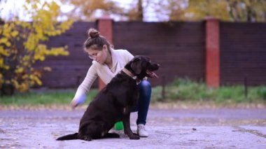 Bir köpek derisini dökerken kahverengi labradoru tarayan bir kız.