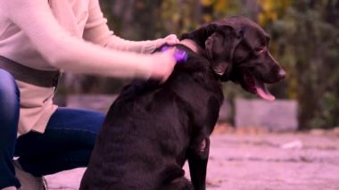 Kahverengi labrador sabırla hanımefendinin köpekleri dökmek için özel bir fırçayla taramasını bekler.