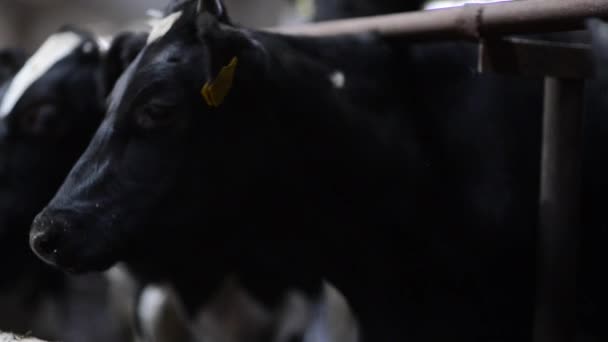 Vaca Preta Com Uma Etiqueta Orelha Estábulo Celeiro Perto Estão — Vídeo de Stock