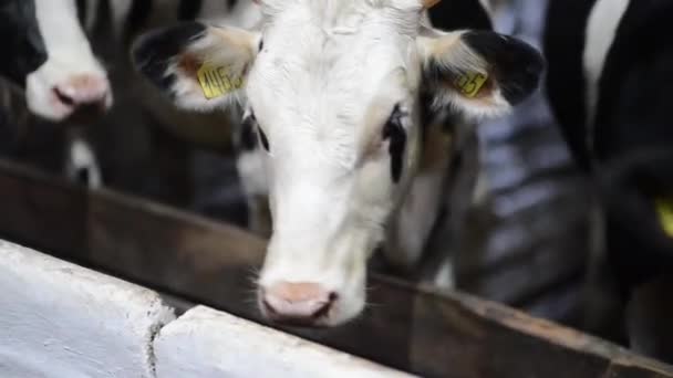 Een Witte Koe Met Een Label Zijn Oor Stal Van — Stockvideo