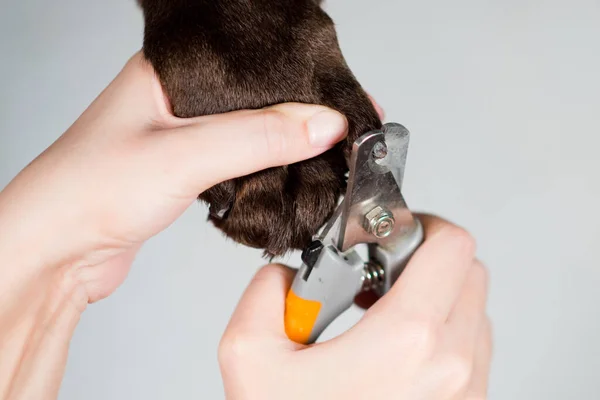 Cutting a dog\'s claws using a claw cutter