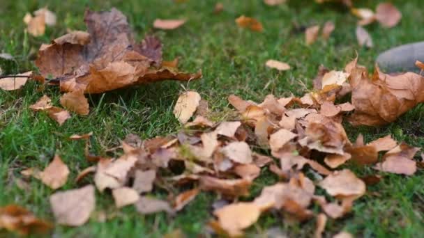 Грабли Собирать Сухие Осенние Листья Куче Крупным Планом Замедленной Съемки — стоковое видео