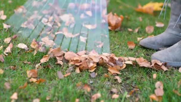 Ramasser Les Feuilles Sèches Automne Tas Gros Plan — Video